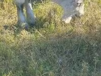 تيس, Alpine goat — الصورة 7
