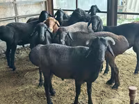 የጎትት አውራ በግ, Sheep — ፎቶ 5