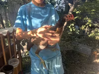 Chickens — Foto 3