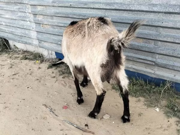 Goat, Alpine goat
