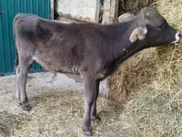 Toro, Swiss cattle — foto 5