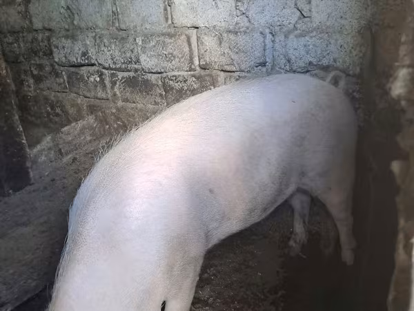 Doofaar dhaddig, Pigs