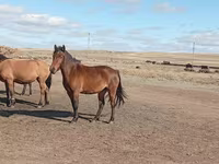 კვიცი, ცხენები — ფოტო 1