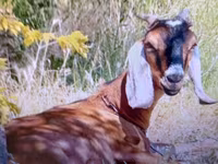 Kambing betina, Nubian Goat — foto 1