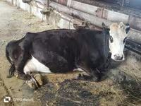 雌牛, Russian Black pied cattle — 写真 4