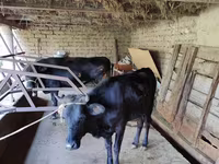 ላም, Cattle — ፎቶ 6