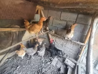 Chickens — รูปภาพ 3