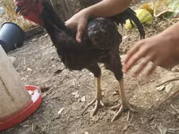 Chickens — foto 4