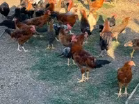 Chickens — รูปภาพ 4