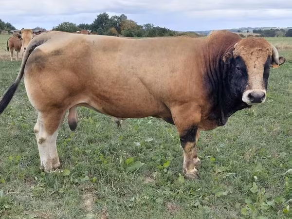 Говбуз, Partenaise cattle