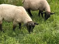 Kos, White Suffolk sheep — 3. fotó