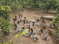 Ducks — عکس 3