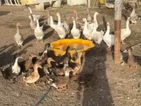 Ducks — fotografija 1
