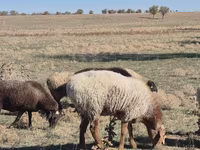 Oaie, Edilbay sheep — foto 2