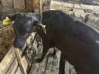 Stier, Roodgevlekte ras — foto 7