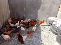 Chickens — ფოტო 2
