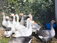 Geese — फ़ोटो 5