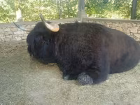گاو نر, Highland — عکس 5