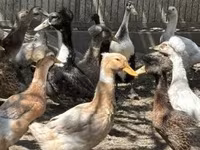 Ducks — 3-сурет
