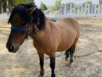 Konji (partija, pol nije naveden), Australian Pony — fotografija 1