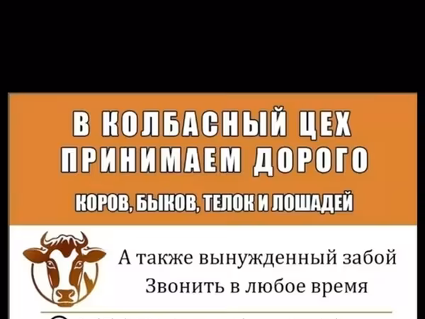 Үхэр (бүлэг, хүйс заагаагүй), Бельгиийн цэнхэр — Кыргызстан