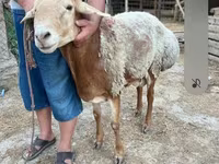 قوچ, Hissar sheep — عکس 5