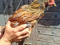 Chickens — φωτογραφία 1