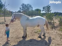 Cal, Percheron — foto 6