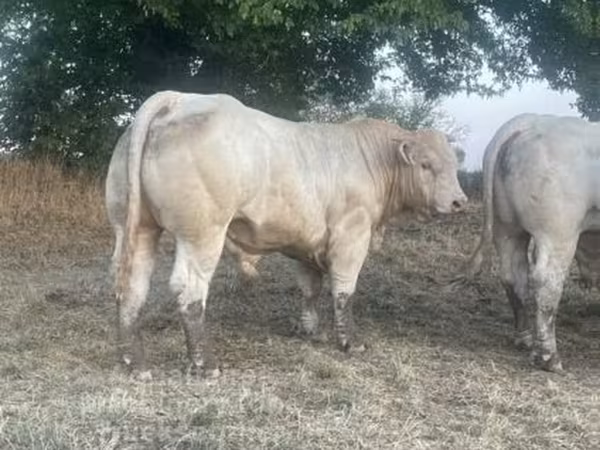ወንድ በሬ, Charolais cattle