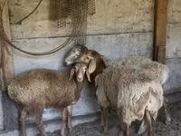 母羊, Sheep — 照片 1