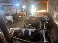 Lo’, Cattle — sawirka 4