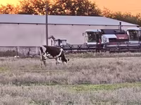 Kuh, Russian Black pied cattle — Foto 3