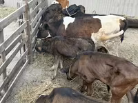 Бух, Russian Black pied cattle — 4 зураг