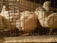 Quails — zdjęcie 6