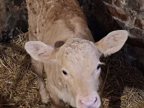 Kuh, Charolais cattle