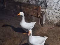 Geese — foto 3