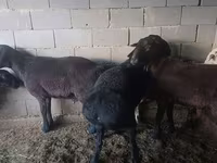 Ram, Hissar sheep — photo 6