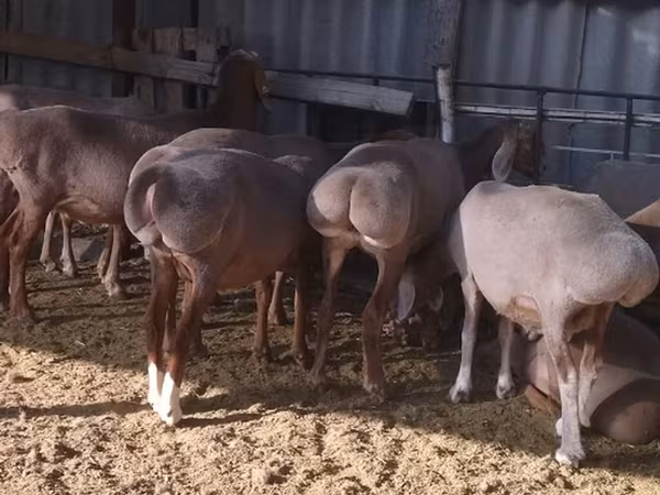 میش, Arashan sheep