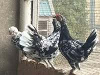 Chickens — zdjęcie 5
