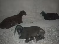 میش, Karakul sheep — عکس 3