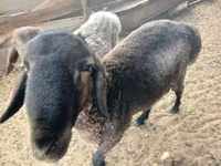Domba jantan, Sheep — foto 1