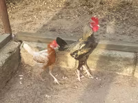 Japanisches Bantam — Foto 3