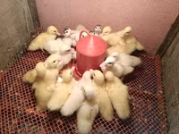 pato criollo doméstico — foto 2