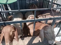 የጎትት አውራ በግ, Arashan sheep — ፎቶ 1