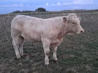 Bull, Charolais cattle — photo 8