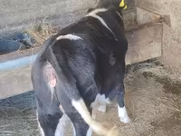 Kuh, Russian Black pied cattle — Foto 2