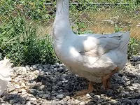 Geese — foto 3
