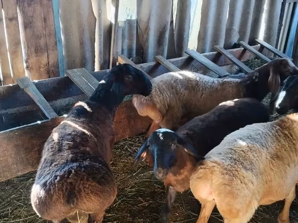 Ovce (šarže, pohlaví neuvedeno), Hissar sheep — Kyrgyzstán
