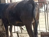 گاو ماده, Swiss cattle — عکس 6