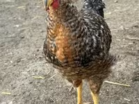 Chickens — foto 2